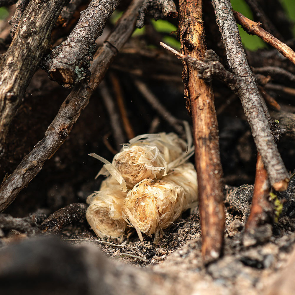 Роллы береза для розжига Boyscout (5 шт.)